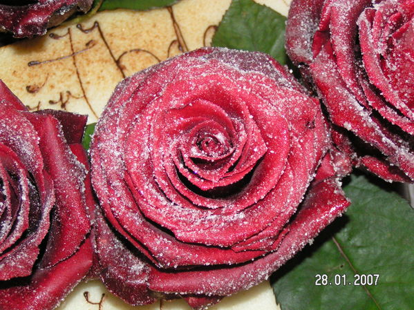 echte_rosen_pict0124.jpg
